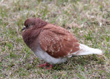 Rock dove