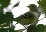 White-eyed vireo