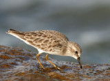 Least Sandpiper