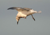 Laughing Gull