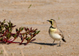 Horned Lark