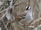 White-crowned sparrow