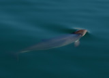 Harbour Porpoise breaking the surface 02