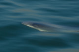 Harbour Porpoise breaking the surface 01