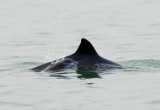 Harbour Porpoise mother-calf pair 04