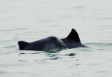 Harbour Porpoise mother-calf pair 05