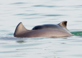 Harbour Porpoise mother-calf pair 06