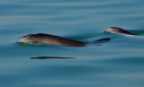 Harbour Porpoises breaking the surface