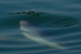 Harbour Porpoise chasing a fish (02)