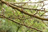 wet twigs