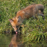 Fox Pup Drinking