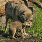 Wolf Nurturing Pup
