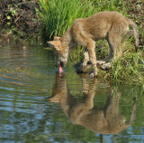 Wolf Pup Drinking