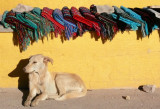 Tarahumara Weavings and Dog