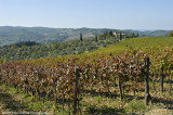 Chianti Vineyard