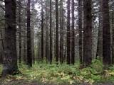 Dyea - dernière localité avant la / last town before the - Chilcoot Trail