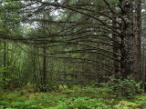 Dyea - dernière localité avant la / last town before the - Chilcoot Trail