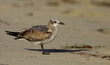 Mouette Rieuse - Laughing Gull