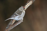 Sizerin Flamm - Common Redpoll