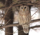 Chouette Raye - Barred Owl 