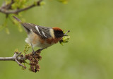 Paruline a poitrine baie - Bay-breasted Warbler 