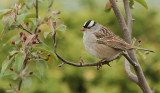 Bruant a couronne blanche - White-crown Sparrow 