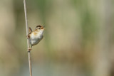 Troglodyte des Marais - Marsh Wren 