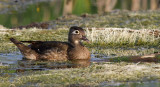 Canard Branchu - Wood Duck 