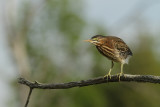 Hron Vert - Green Heron 