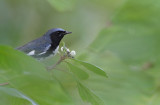 Paruline Bleue - Black-throated blue warbler 