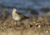 Barge Hudsonienne - Hudsonian Godwit 