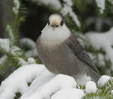 Msangeai du Canada - Gray Jay 