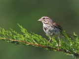 Bruant Chanteur - Song Sparrow 
