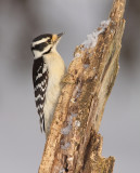 Pic Mineur - Downy Woodpecker