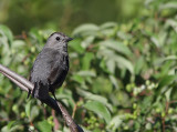 Moqueur Chat - Gray Catbird 
