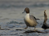 Canard Pilet - Northern Pintail