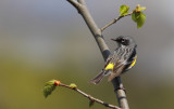 Paruline a croupion jaune - Yellow-rumped Warbler