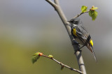 Paruline a croupion jaune - Yellow-rumped Warbler 