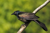 Quiscale - Common Grackle