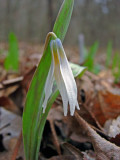 White Trout-Lily
