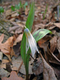 White Trout-Lily