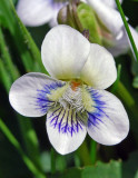 Viola missouriensis