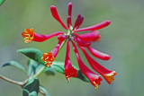 Coral Honeysuckle