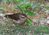 Northern Waterthrush