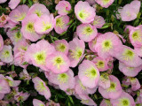 Evening Primrose