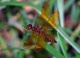 Eastern Amberwing