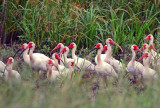 White Ibis