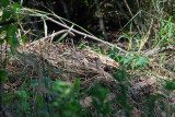 Alligator nest