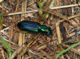 Virginia Big-headed Tiger Beetle (Tetracha virginica)