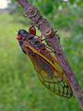 13 year Periodical Cicada (Magicicada tredecim)